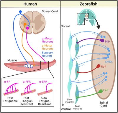 Modeling neuromuscular diseases in zebrafish